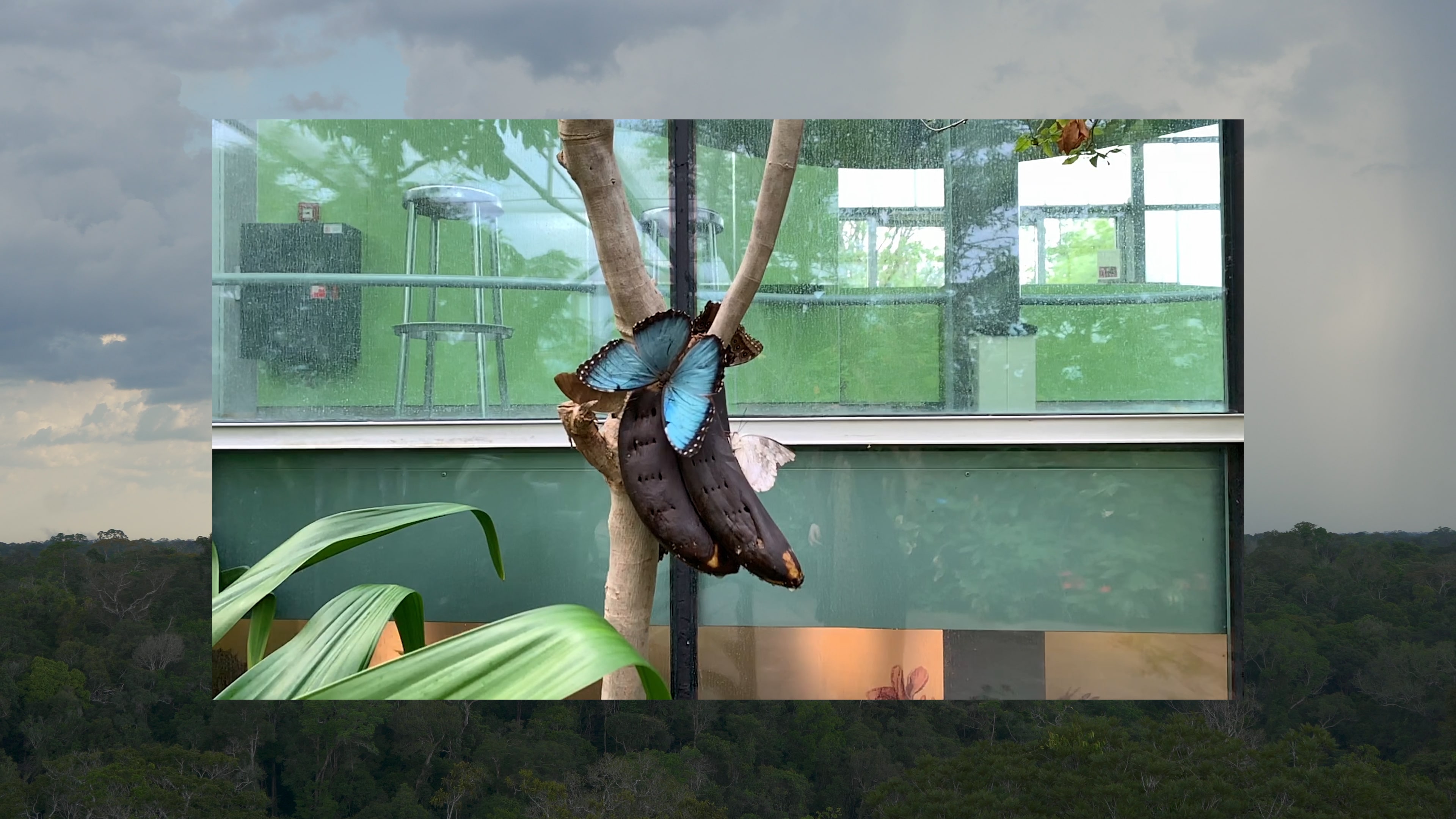 007Leerman_Tree_Time_Still_1_2-min