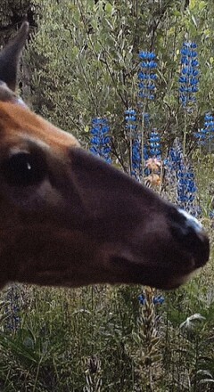 «Мост животных U-3033», Милья Виит, 2018