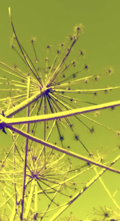 The Return of the Return of the Giant Hogweed — Alexandra Lerman, 2019