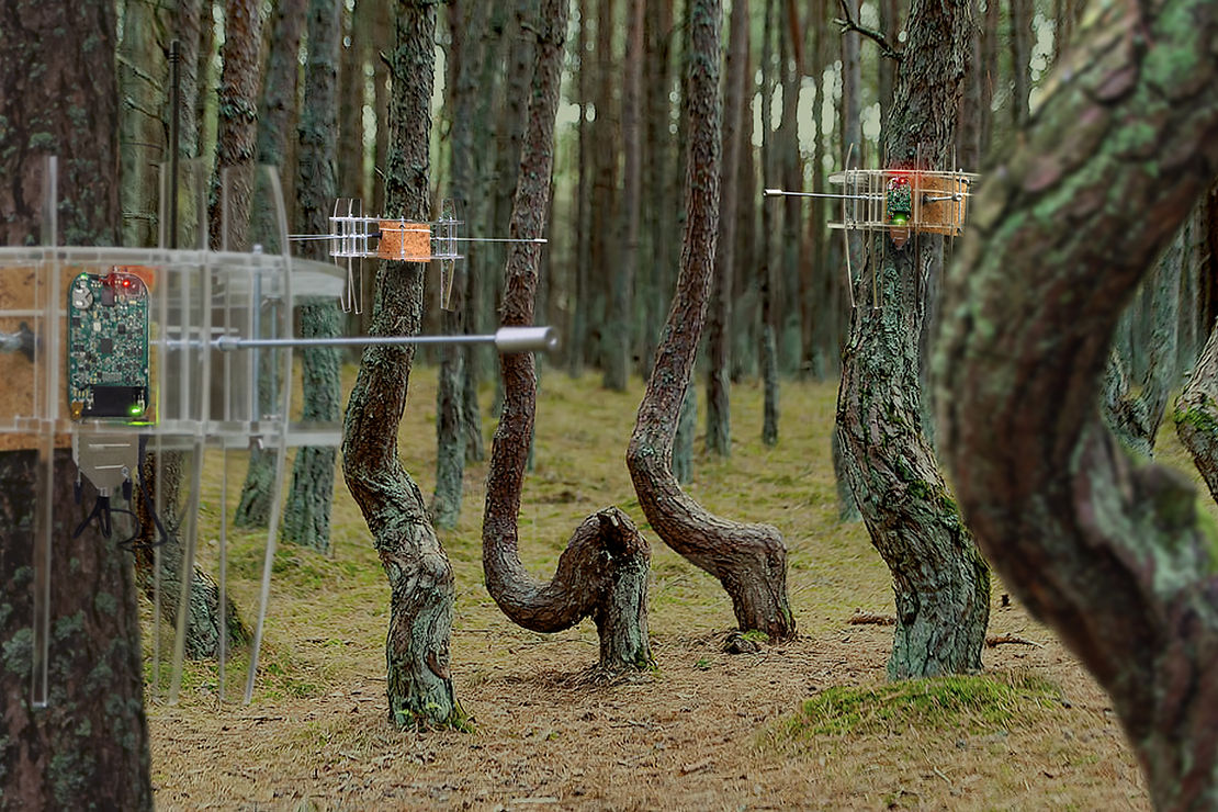 &nbsp;Dmitry Bulatov & Alexey Chebykin, Dancing Forest, 2022—ongoing&nbsp;